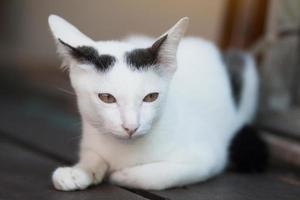 Kitten White cat sitting and enjoy on wood terrace with sunlight photo