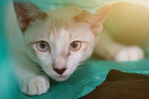 Siamcat playing in green clear plastic bag photo