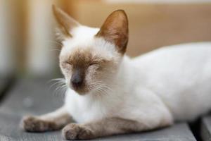 gatito gato siames sentado y disfrutar en madera terraza con luz de sol foto