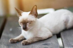 gatito gato siames sentado y disfrutar en madera terraza con luz de sol foto