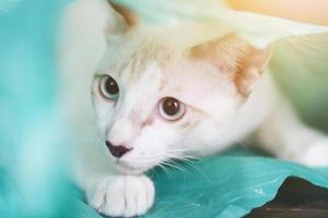 Siamcat playing in green clear plastic bag photo