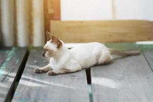 Kitten Siamesecat sitting and enjoy on wood terrace with sunlight photo