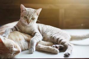 Cute orange cat and grey striped cat enjoy and sleeping on the table photo