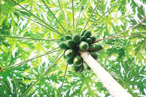 muchos papaya frutas en el papaya árbol en jardín granja foto