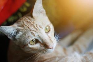 Orange cat sitting on the window with sunligh photo