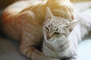 Cute orange cat and grey striped cat enjoy and sleeping on the table photo