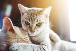 linda naranja gato y gris a rayas gato disfrutar y dormido en el mesa foto