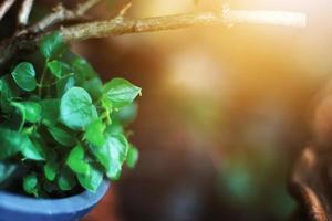 Tree pot Hanging and decorate in garden photo