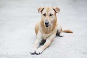 marrón perro relajarse y sentado en el jardín foto