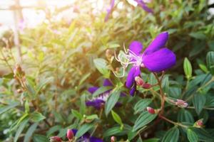 Violeta flores con luz de sol en el salvaje bosque y jardín. foto