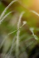 pequeño césped flores de seco campo en bosque prado y salvaje pastos con natural ligero de puesta de sol foto