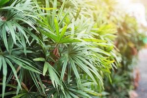 Reed rhapis or Slender lady palm tree in tropical garden in thailand photo