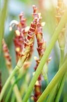 Calathea Auble or Cigar flowers is Tropical  aquatic plant. photo