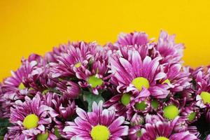 Blooming pink Chrysanthemum flowers on yellow wall background photo