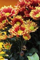 Blooming red Chrysanthemum flowers on yellow background photo