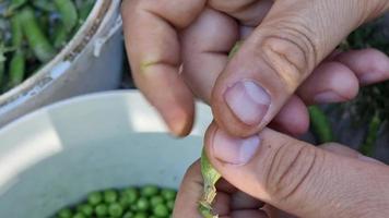 Peas in the hands of a farmer. Extraction of beans from the pod. video