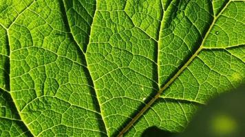 vert feuille de bardane, texture, veines illuminé par le soleil, macro, fermer. abstrait Contexte. video