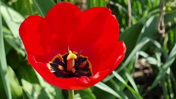 magnifique rouge tulipe dans le printemps jardin. un fleur. video
