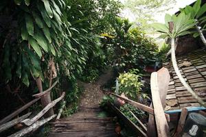 Flowers and plant in tropical garden. photo