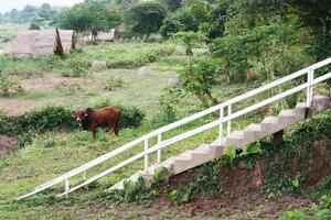 vaca pasto en un prado césped en tierras de cultivo a campo en tailandia foto