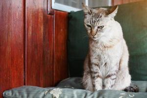 Grey striped cat enjoy and sitting on the table photo