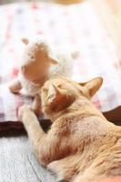 Orange cat playing with sheep doll on the table with sunlight photo