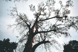 Silhouette of tree branch on blue sky. Abstract branch and leaves. photo