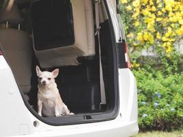 marrón corto pelo chihuahua perro sentado en el maletero de el auto, mirando a cámara con amarillo flores antecedentes. foto