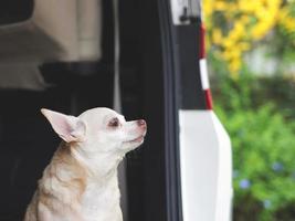 marrón corto pelo chihuahua perro sentado en el maletero de el auto, mirando fuera de el coche con amarillo flores antecedentes. foto