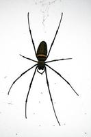 Spider on spider web with natural green background.Argiope bruennichi spider photo