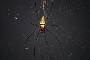 Spider on spider web with natural green background.Argiope bruennichi spider photo