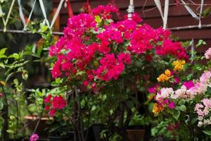 hermosa rosado buganvilla flores floreciente con en amanecer en el jardín foto