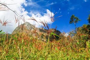 hermosa césped flores paisaje de rocoso caliza montaña y verde bosque con blu cielo a chiang doa nacional parque en chiang mai, Tailandia foto