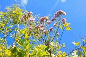 hermosa salvaje guiño flores en bosque con luz de sol y azul cielo en el montaña. foto