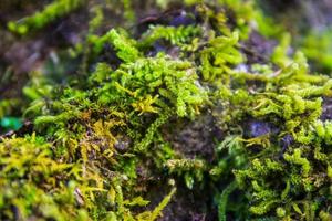 Beautiful moss and lichen covered on the ground in forest. photo