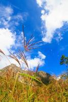 Beautiful grass flowers Landscape of rocky Limestone Mountain and green forest with blu sky at Chiang doa national park in Chiangmai, Thailand photo