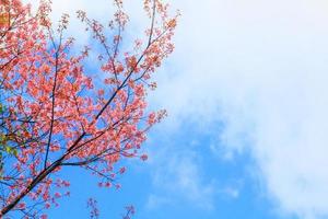 Beautiful Wild Himalayan Cherry flowers with blue sky in forest on the mountain, Thailand photo