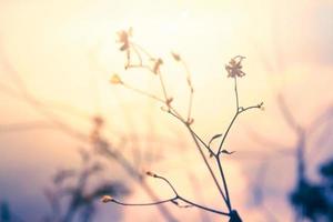 Silhouette golden light with blurred wild grass flowers in sunset blossom in forest. Vintage tone color style. photo