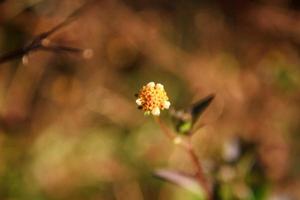 Bidens bipinnata Linn. is Wild flowers on the Chiang Dao mountain, Chiangmai at Thailand photo