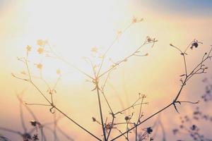 Silhouette golden light with blurred wild grass flowers in sunset blossom in forest. Vintage tone color style. photo