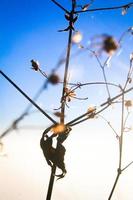 silueta dorado ligero con borroso salvaje césped flores en puesta de sol florecer con azul cielo en bosque. foto