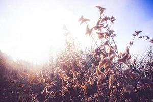 Silhouette golden light with blurred wild grass flowers in sunset blossom in forest. Vintage tone color style. photo