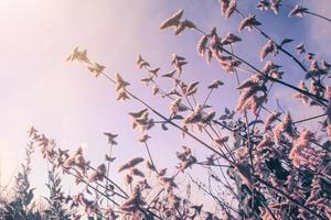 Silhouette golden light with blurred wild grass flowers in sunset blossom in forest. Vintage tone color style. photo