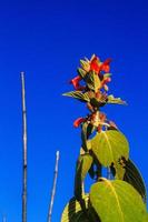 Colquhounia coccinea var. mollis is Wild flowers on the Chiang Dao mountain, Chiangmai at Thailand photo