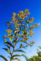 Inula Cappa HAM. DC. is Wild flowers on the Chiang Dao mountain, Chiangmai at Thailand photo