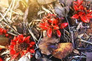 Red Shampoo ginger, Wild ginger flowers in forest with sunlight and blue sky on the mountain. photo