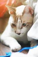 Cute grey striped cat enjoy and sitting on wooden floor photo