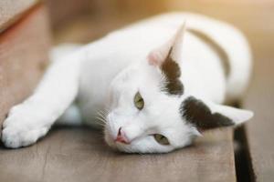 blanco gato dormido y disfrutar en madera terraza foto