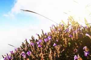 hermosa salvaje púrpura flores con dorado ligero en amanecer. florecer primavera campo floral con azul cielo en bosque en el montaña, Tailandia foto