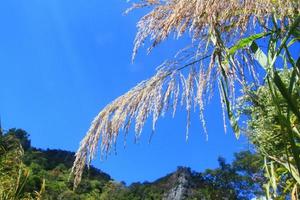 hermosa salvaje césped flores en montaña y florecer con azul cielo en bosque. foto